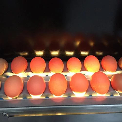 Máy Bóc Vỏ Trứng - Ảnh 9