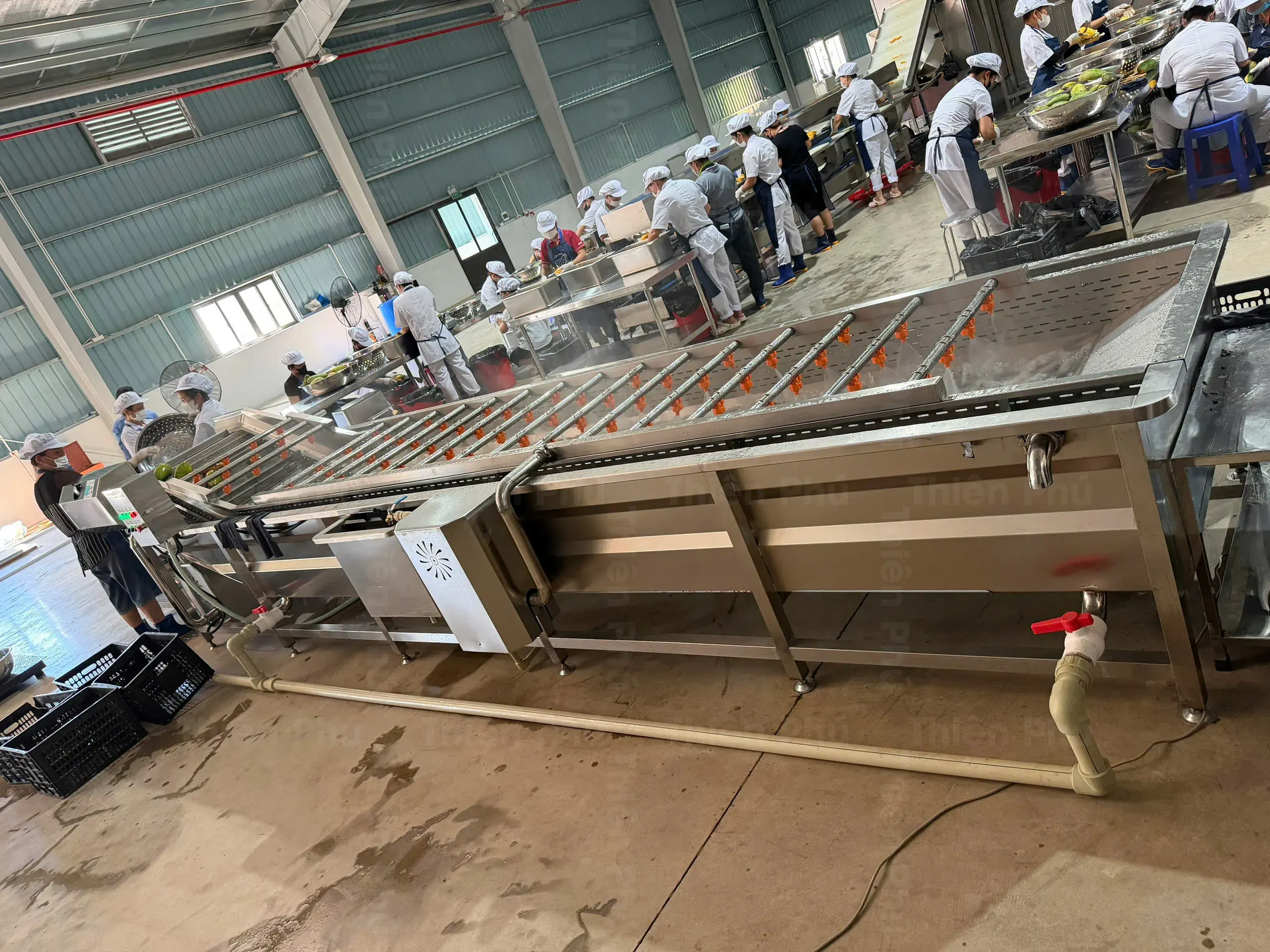 Bàn giao Dây Chuyền Cấp Đông IQF Xoài cho Công Ty TNHH Đầu Tư Thương Mại Tiến Ngân