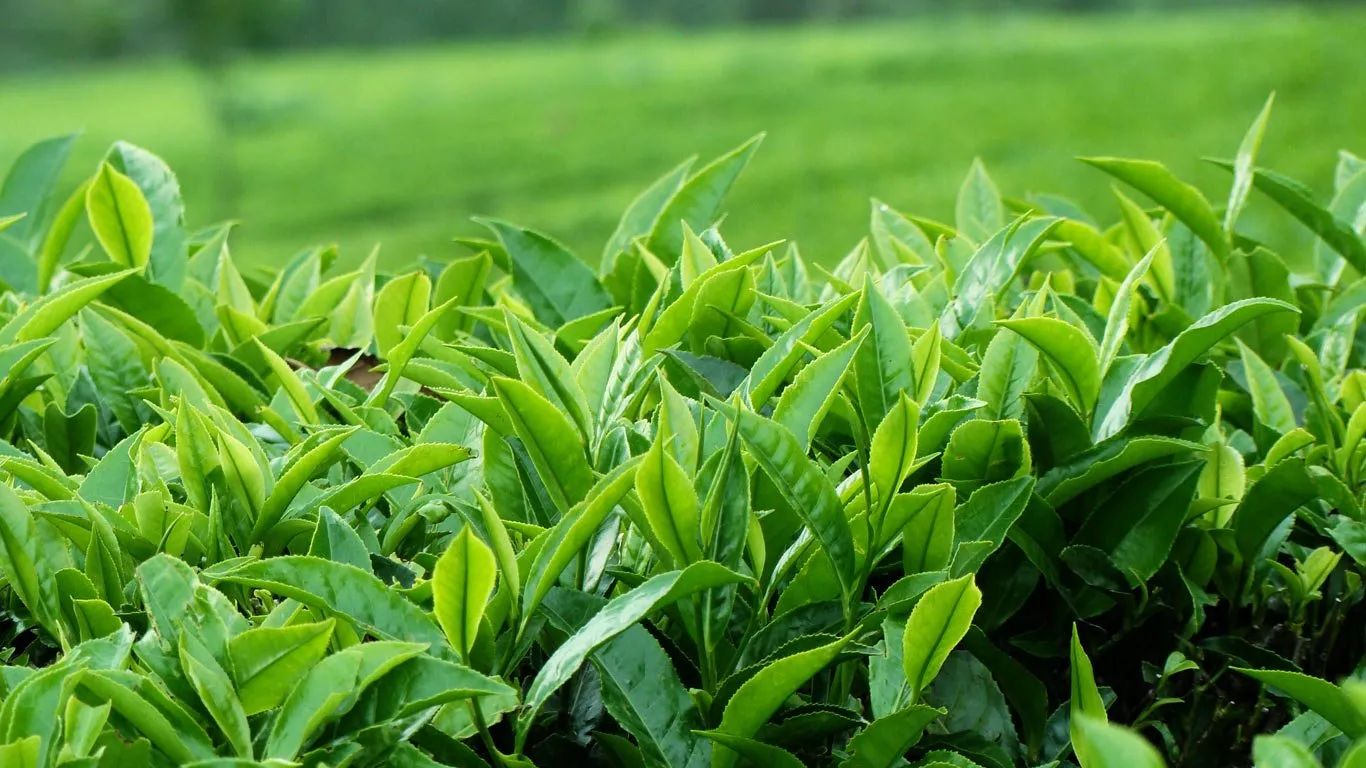 Nguyên liệu chính của quy trình sản xuất trà đen bắt đầu từ cây trà