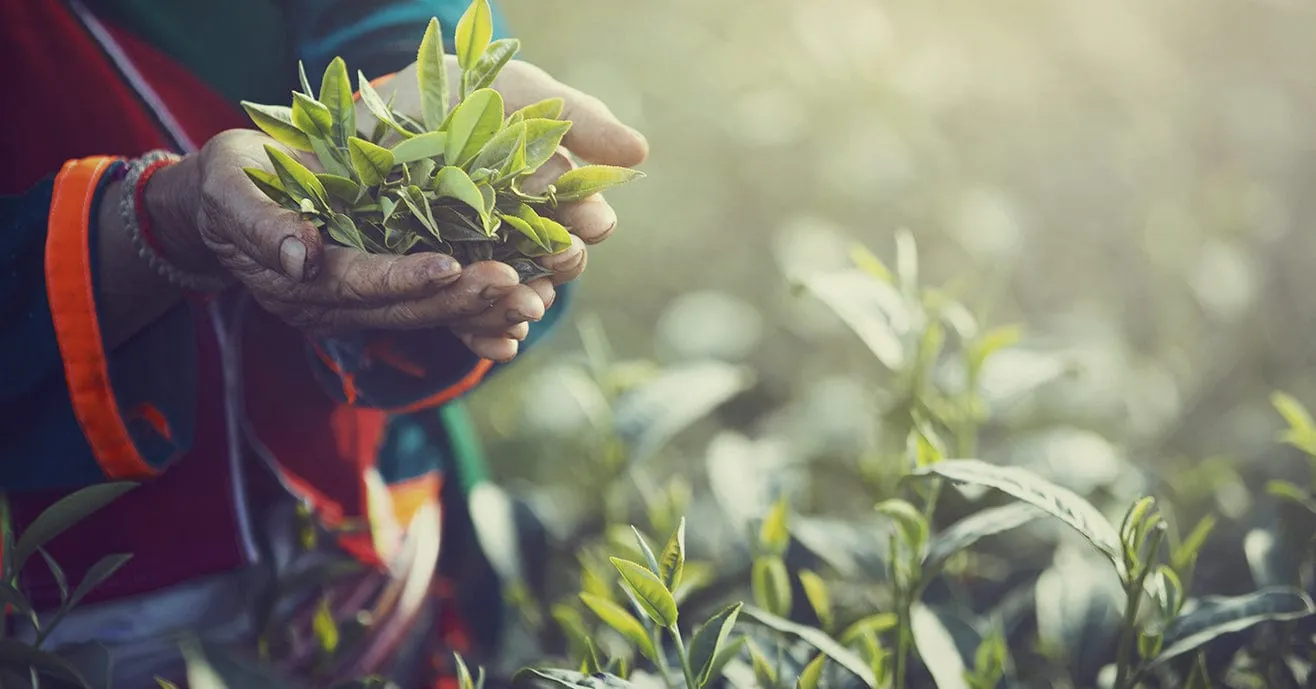 Thu hoạch là bước đầu tiên và quan trọng nhất trong quy trình sản xuất trà đen