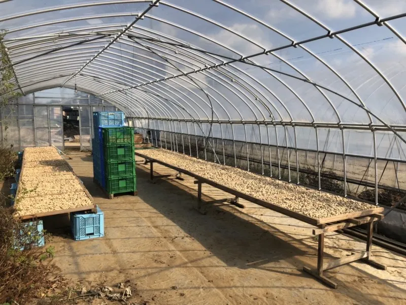 Nếu lạc hơi ẩm, nên phơi lại 1–2 nắng nhẹ